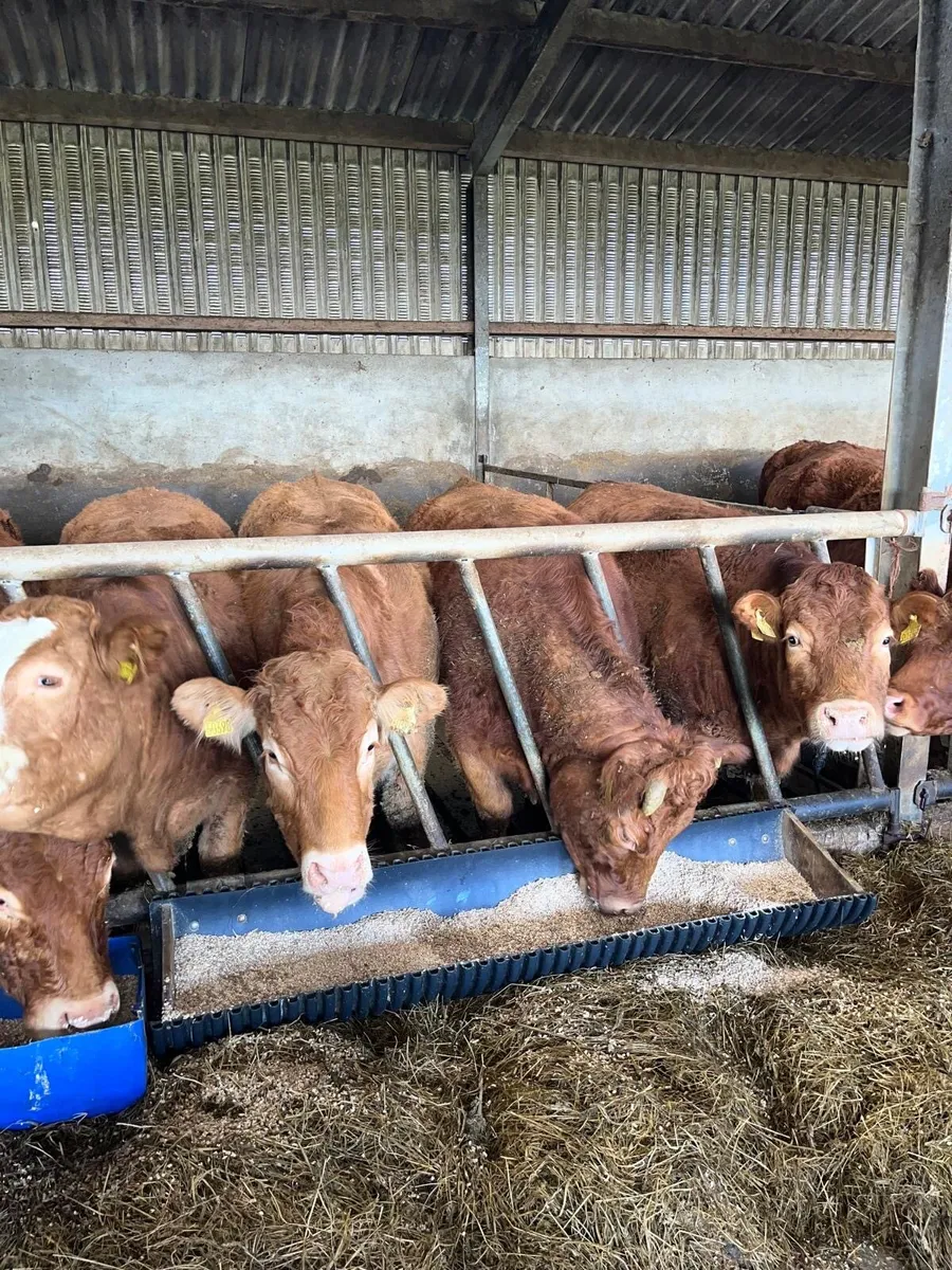 Breeding Heifers - Image 2