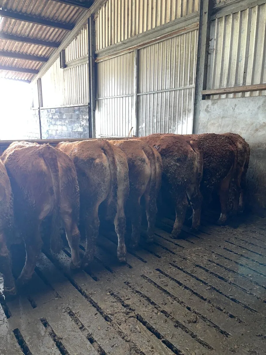 Breeding Heifers - Image 1
