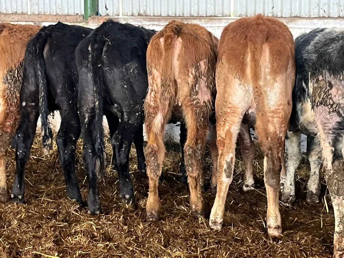 Weanling Heifers - Image 2