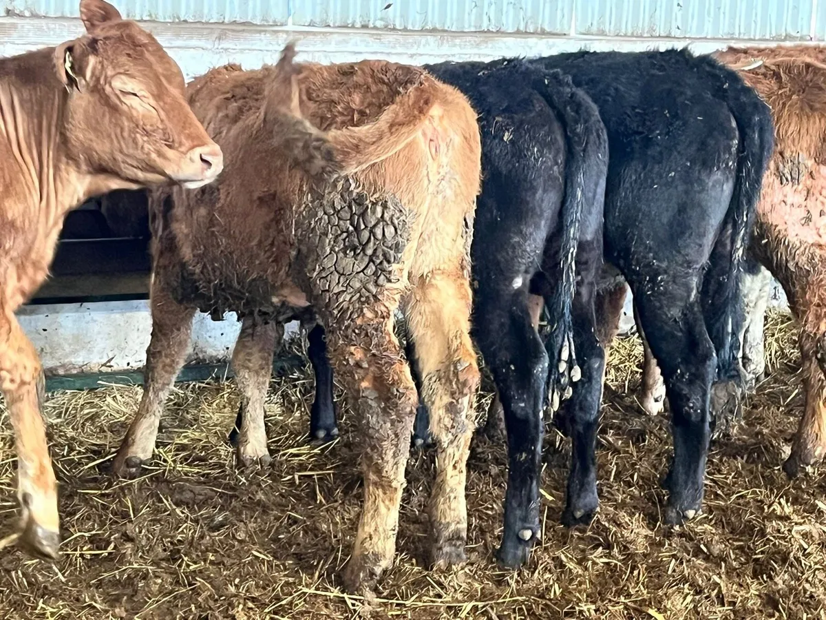 Weanling Heifers - Image 3