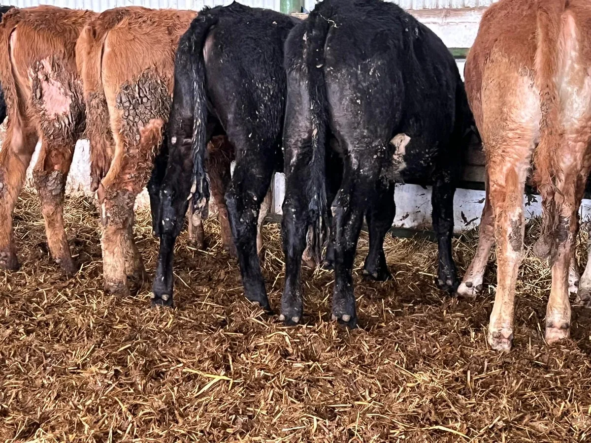 Weanling Heifers - Image 4