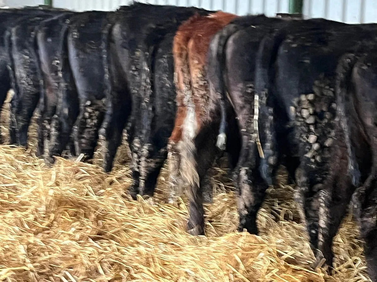 Weanling Heifers - Image 1