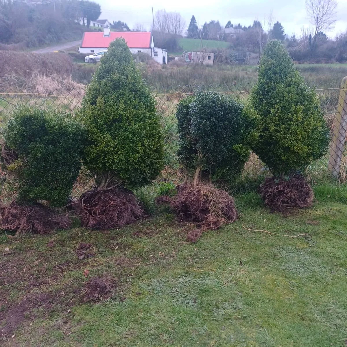 Buxus plants - Image 1