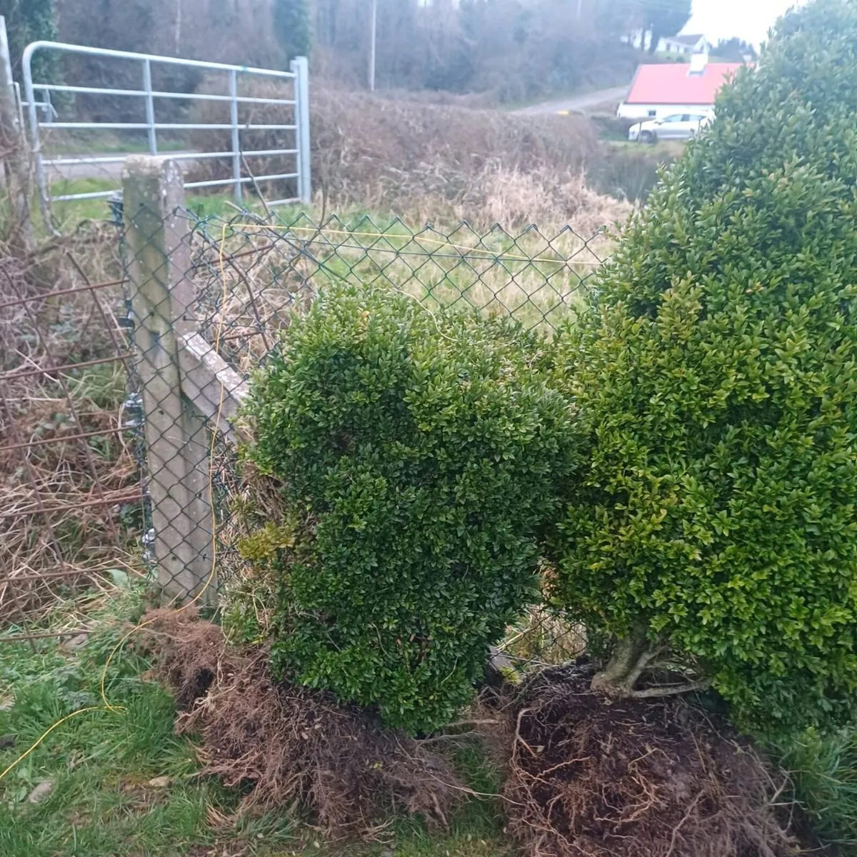 Buxus plants - Image 2