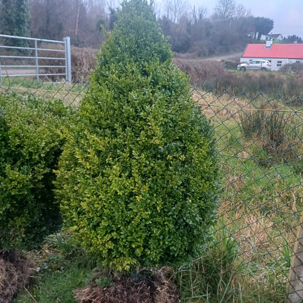 Buxus plants - Image 3