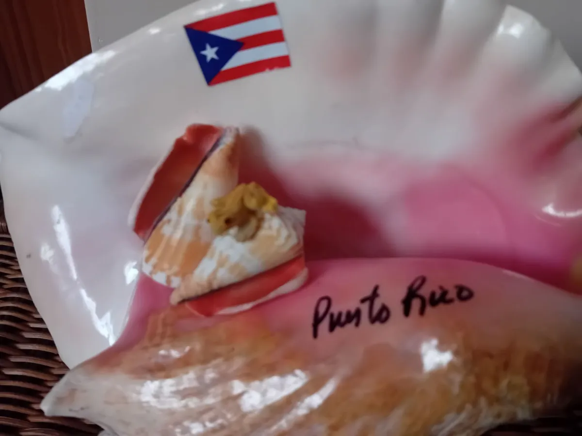 Puerto Rico shell lamp - Image 2