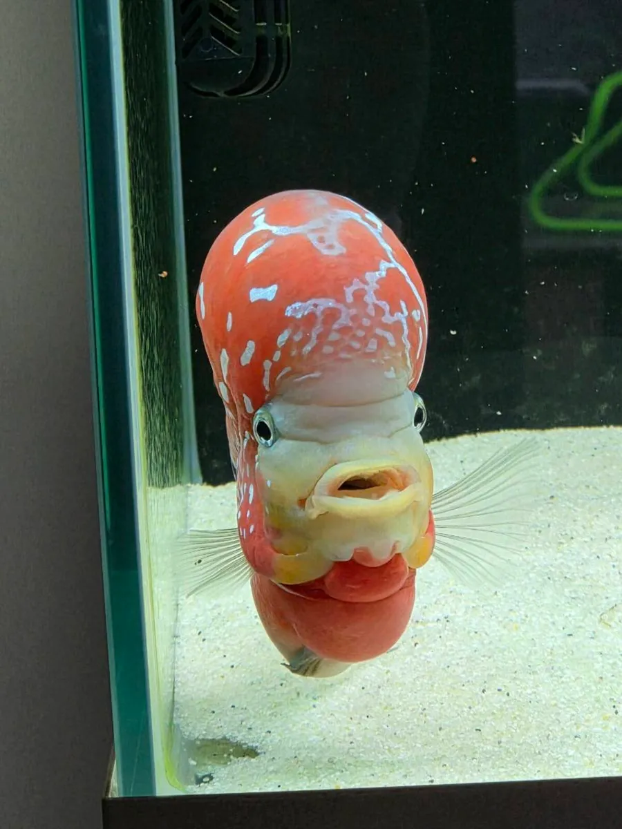 Flowerhorn fish - Image 2