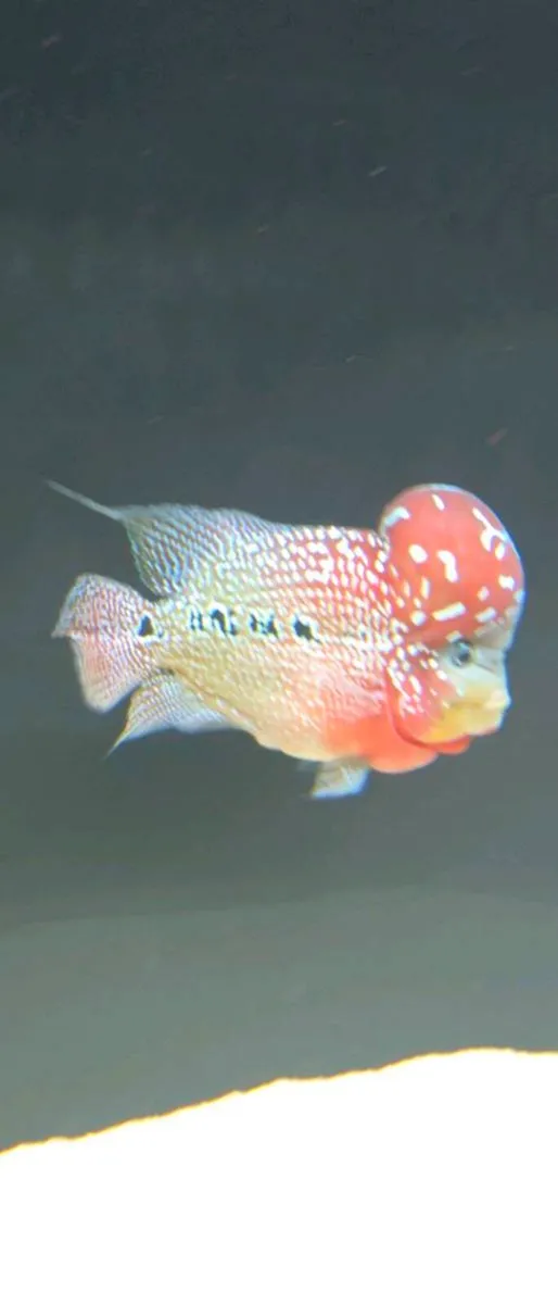 Flowerhorn fish - Image 1