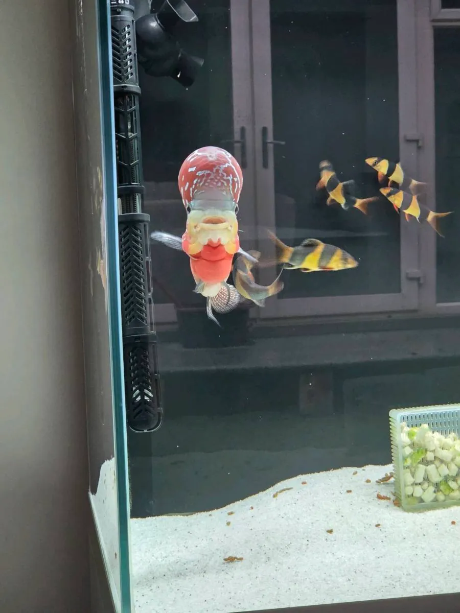 Flowerhorn fish - Image 3