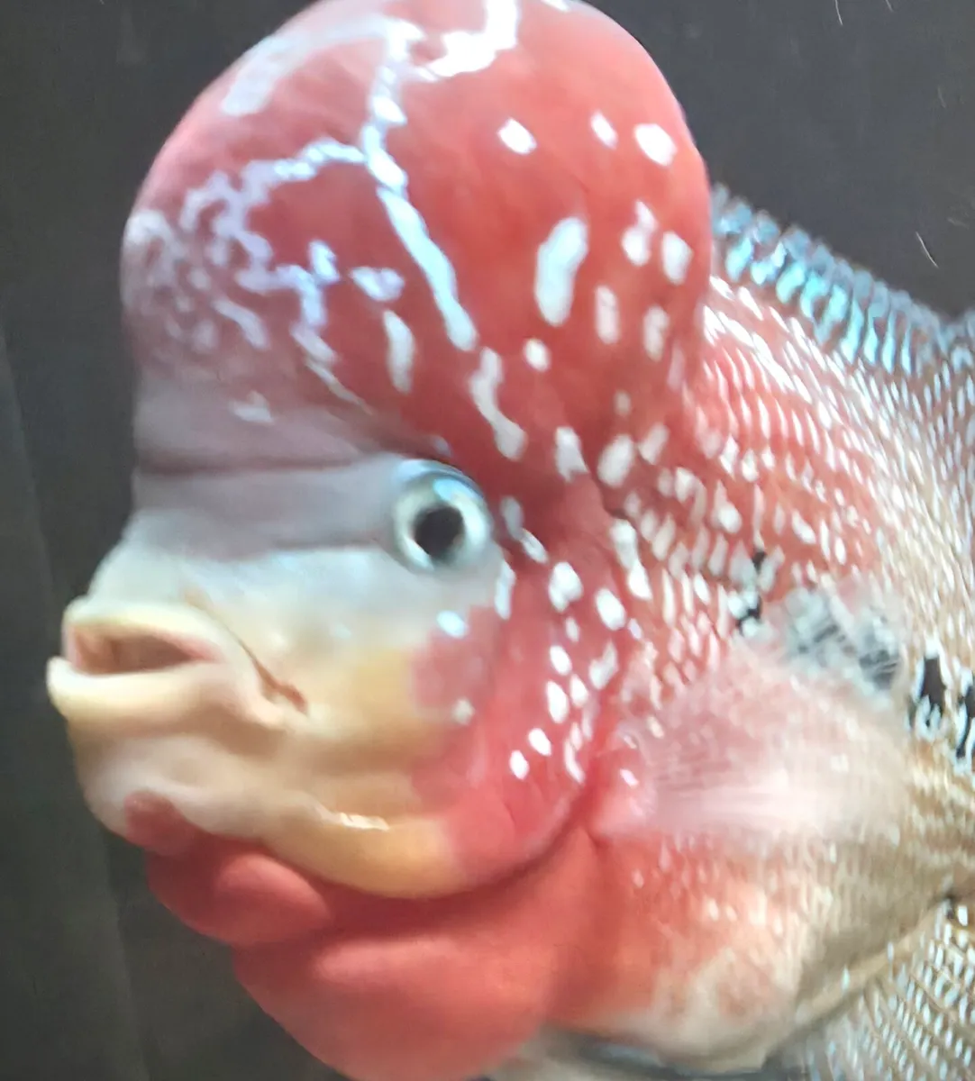 Flowerhorn fish - Image 4