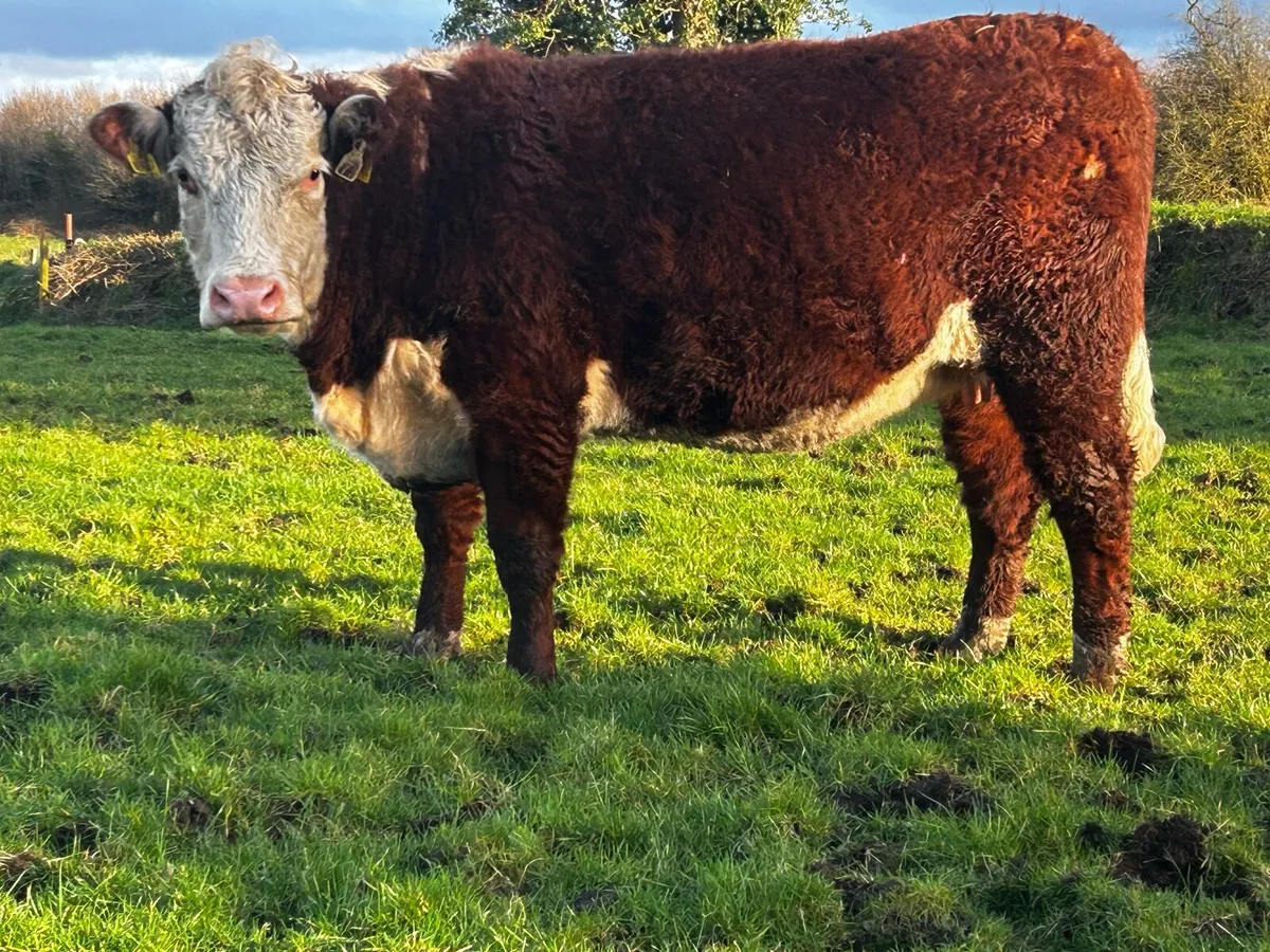 Organic Springers With Stars - Image 1