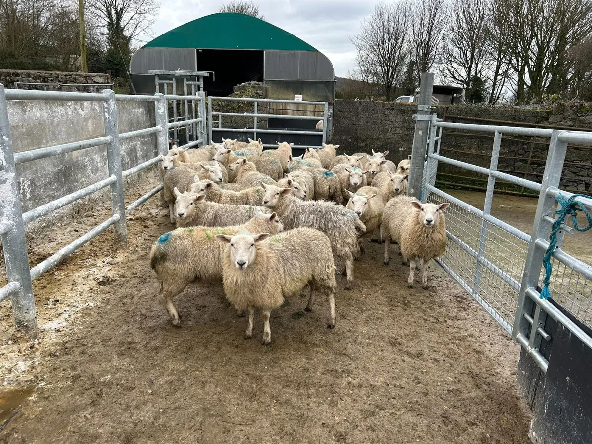 Organic store ewe lambs - Image 1