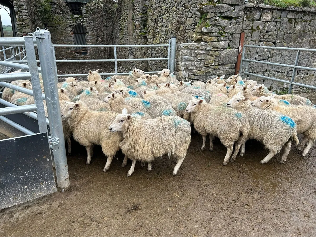Organic store ewe lambs - Image 3