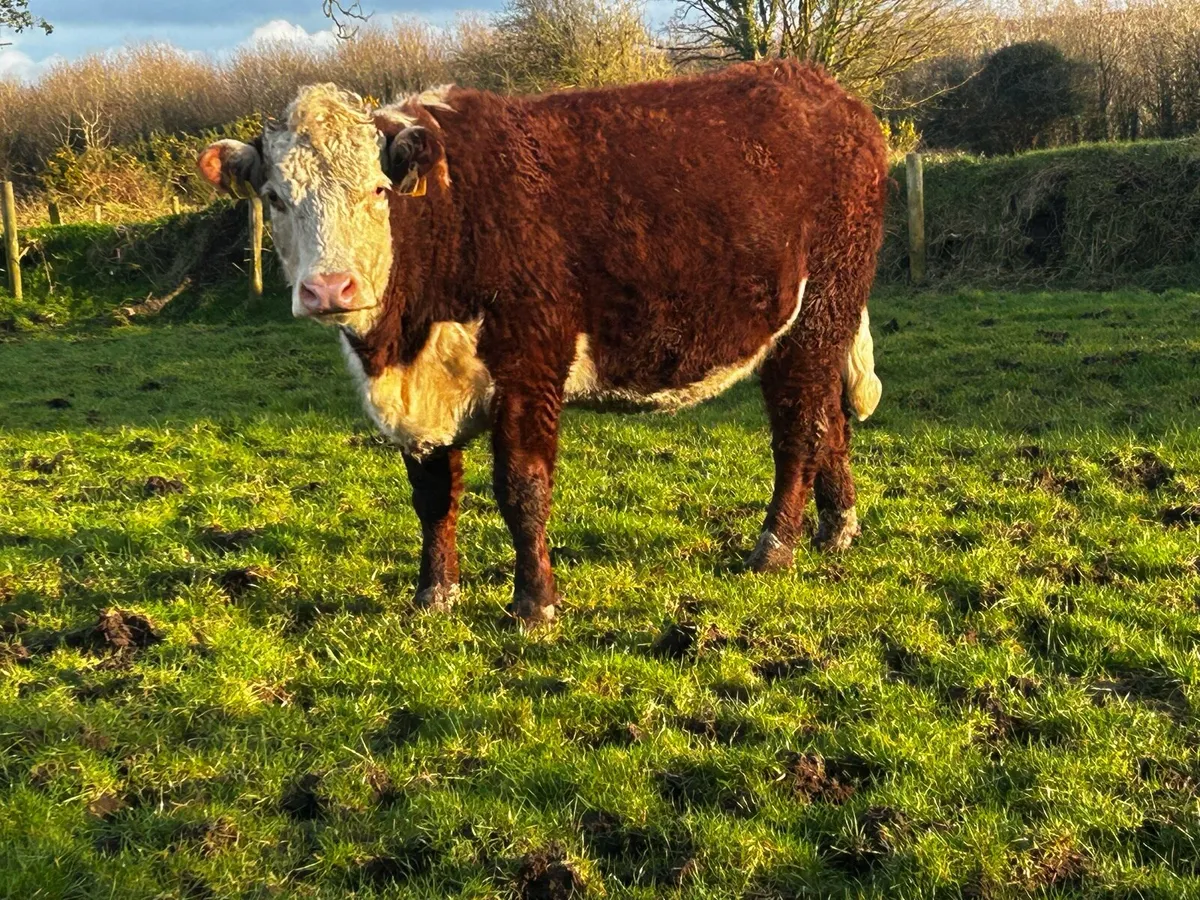 Organic Springers With Stars - Image 3