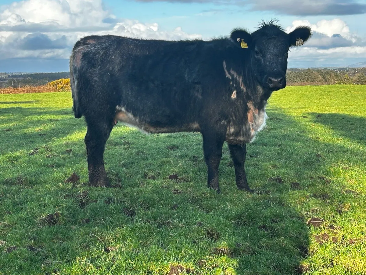 Organic Springers With Stars - Image 4