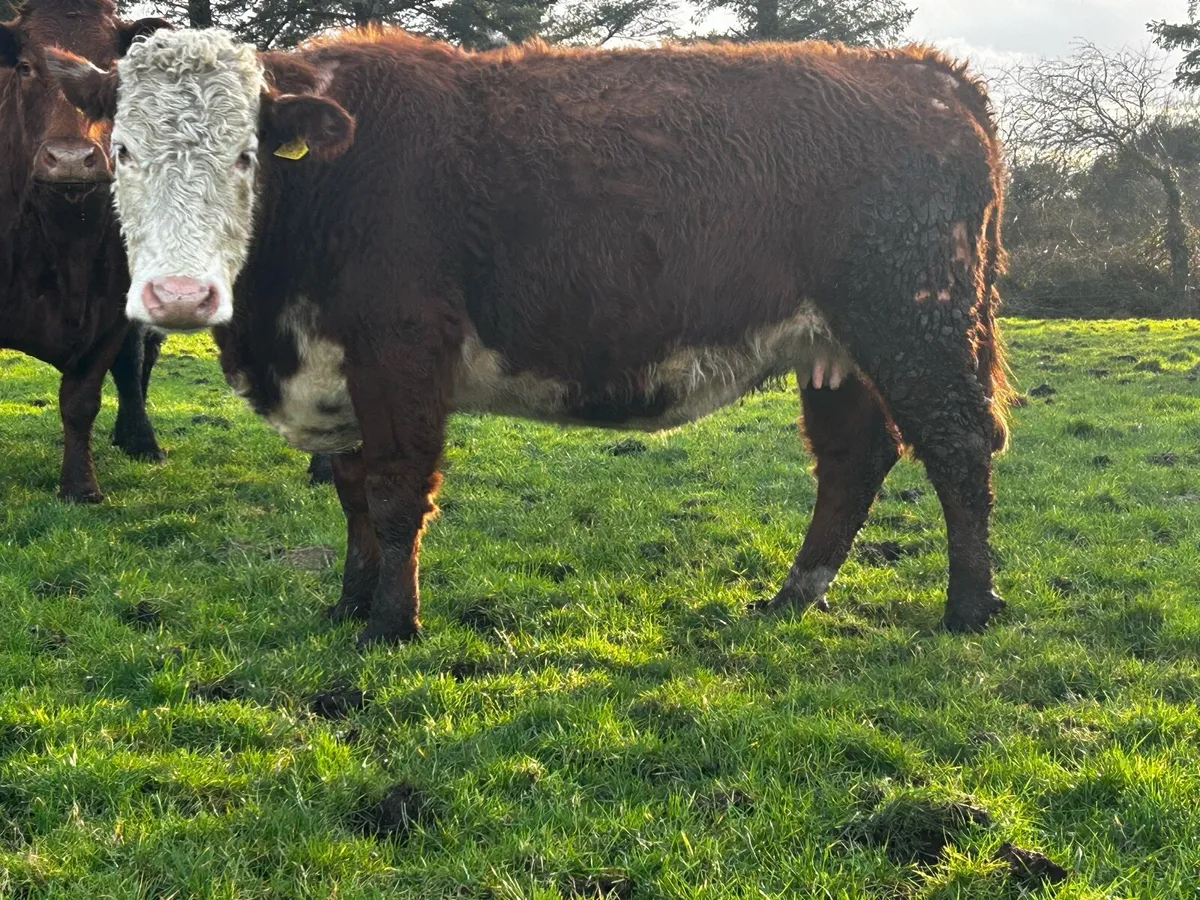 5 Star In-Calf Cow Fully Organic - Image 3