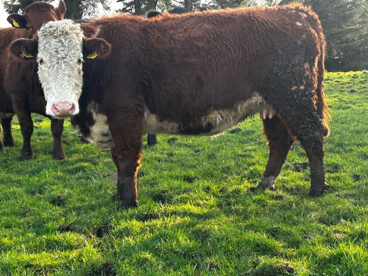 5 Star In-Calf Cow Fully Organic - Image 1