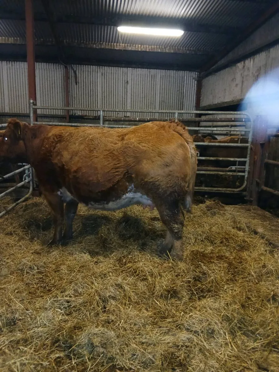 Roane Incalf  heifer - Image 1