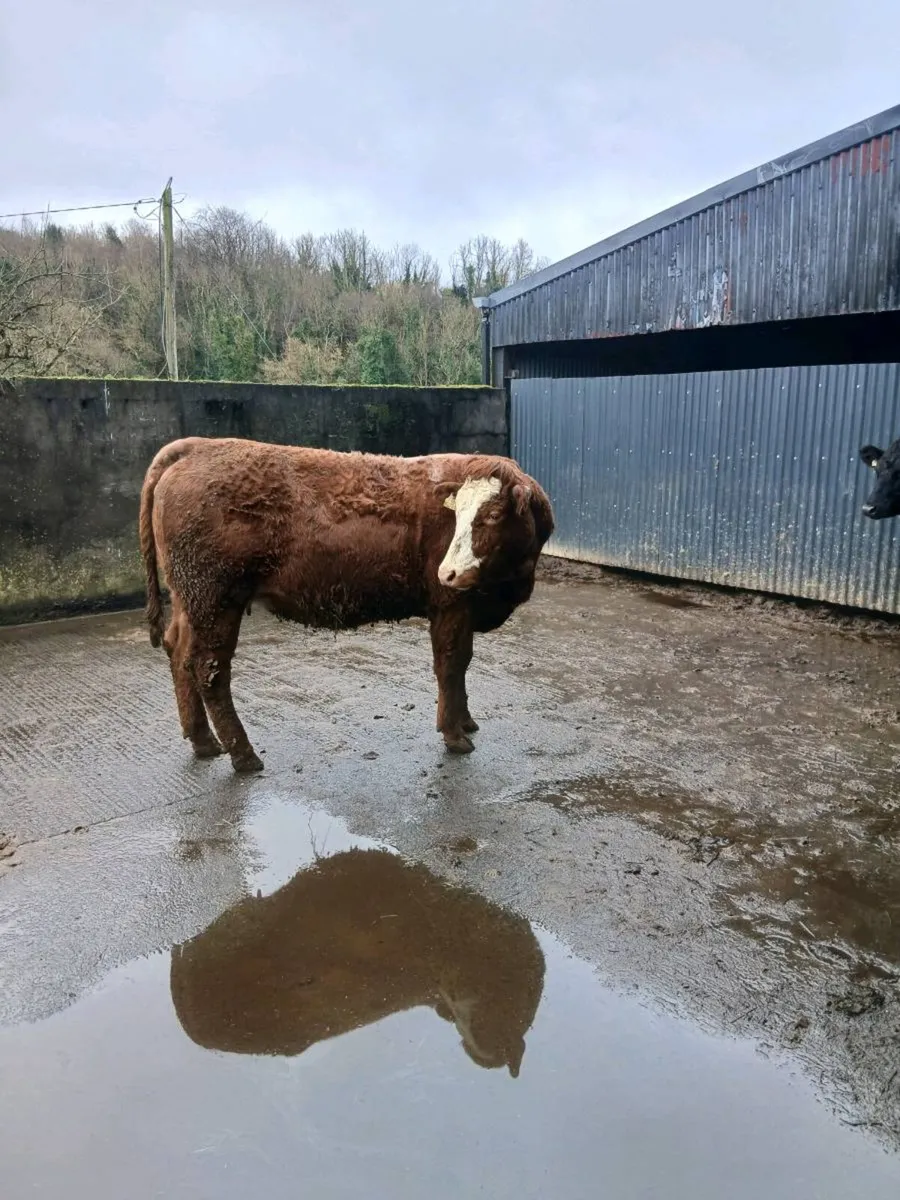 Roane Incalf  heifer - Image 3
