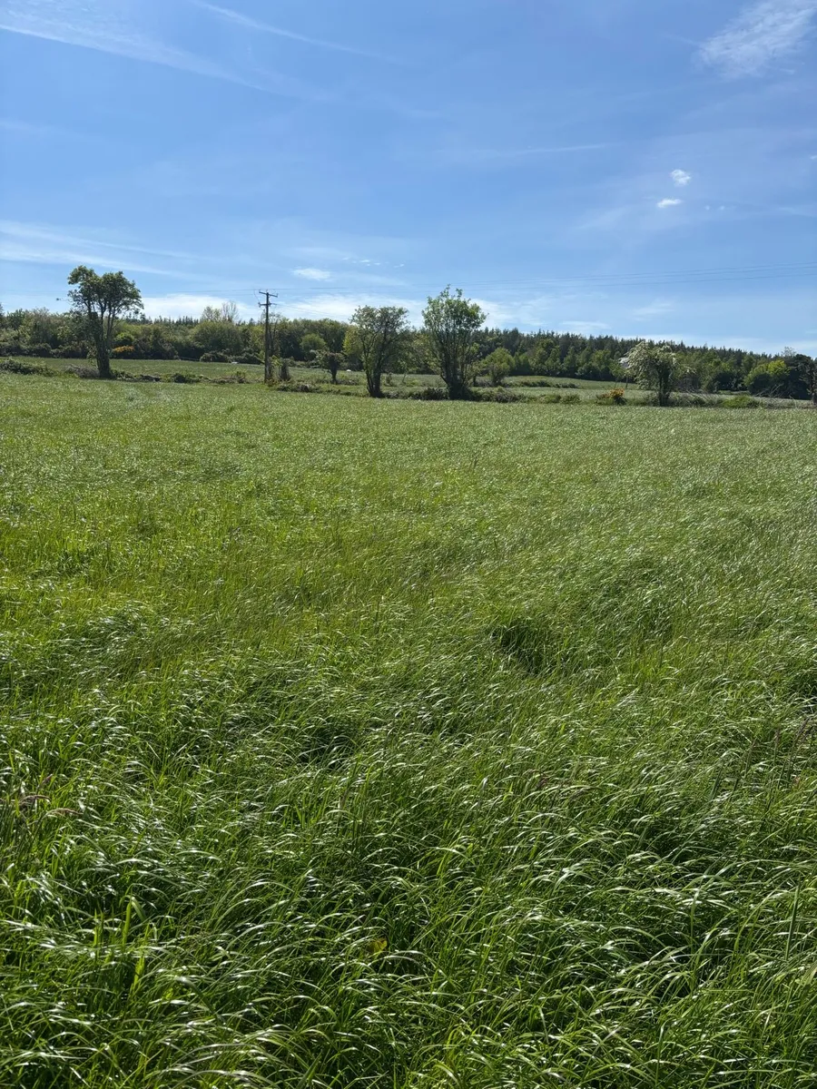 Silage reduced to clear - Image 1