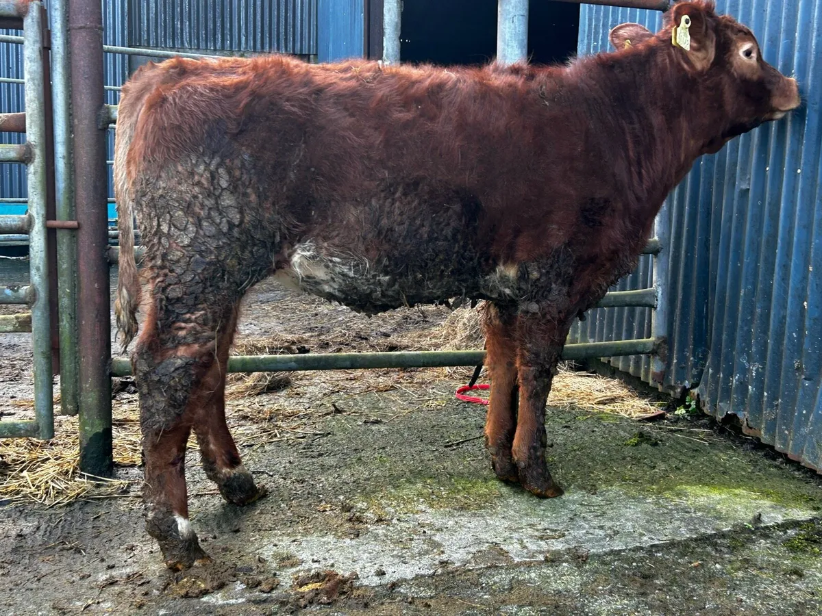 Heifer Weanling - Image 1