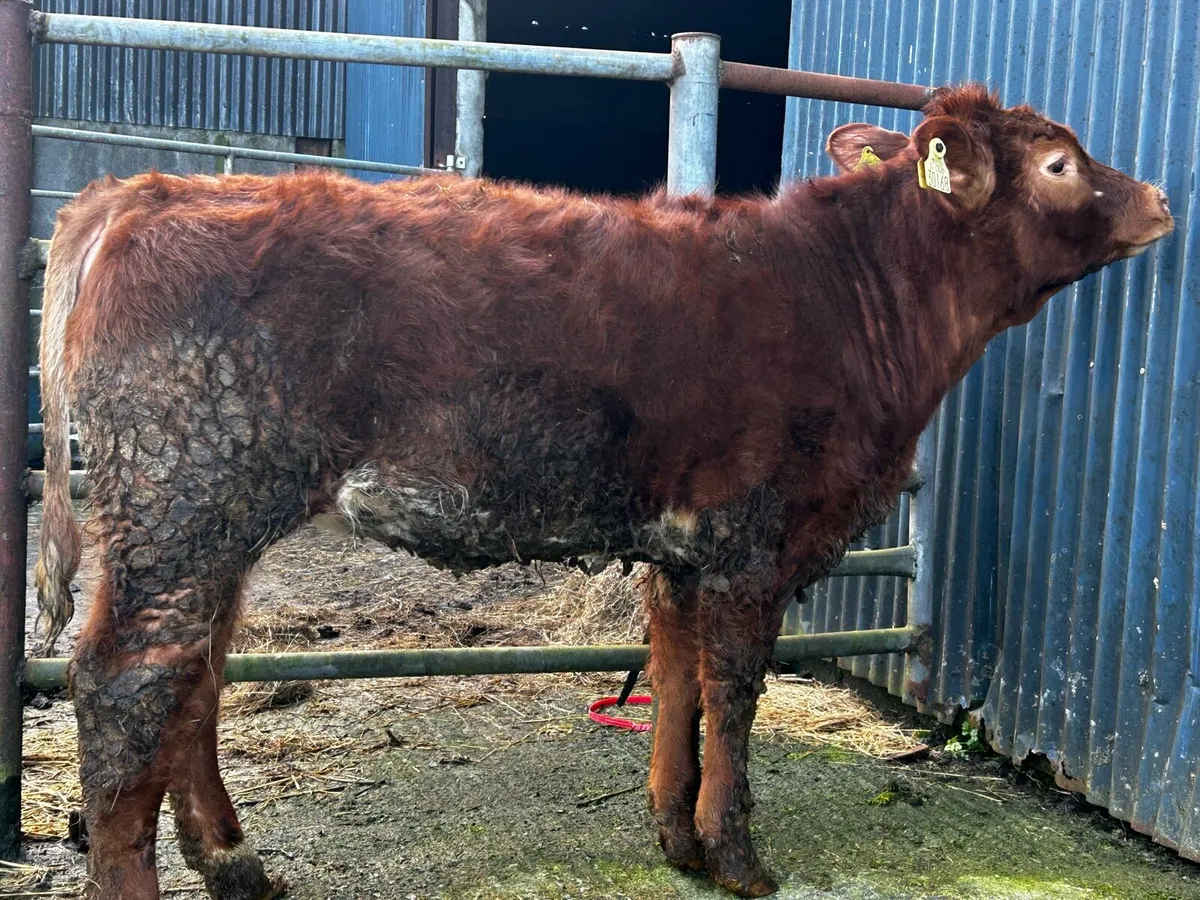 Heifer Weanling - Image 2