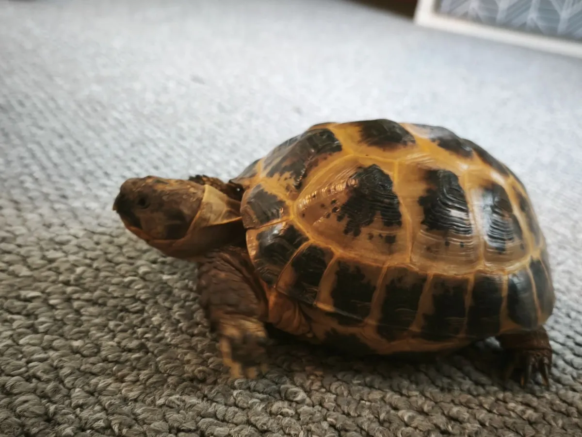2 Horsefield tortoises - Image 1