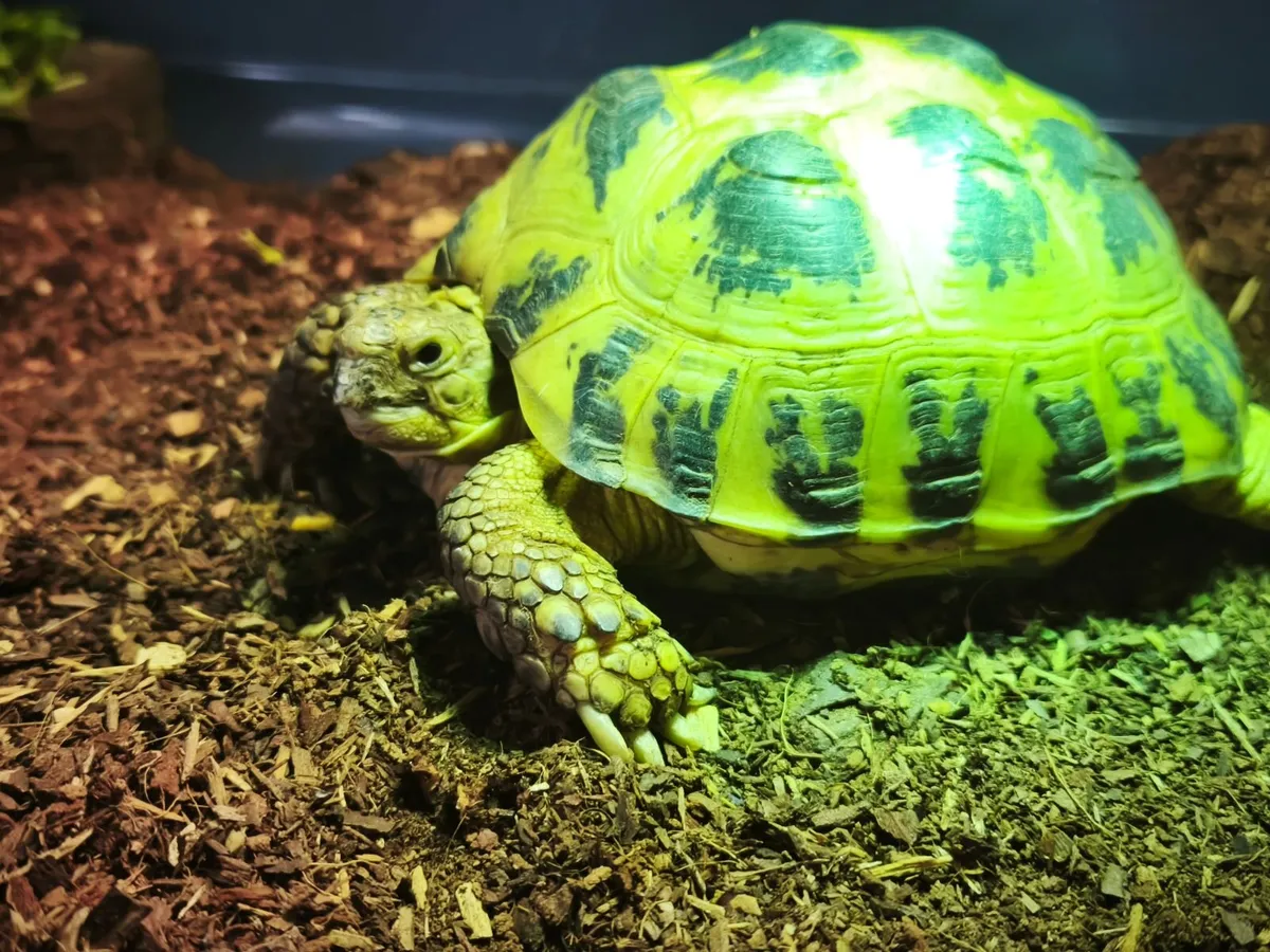 2 Horsefield tortoises - Image 2