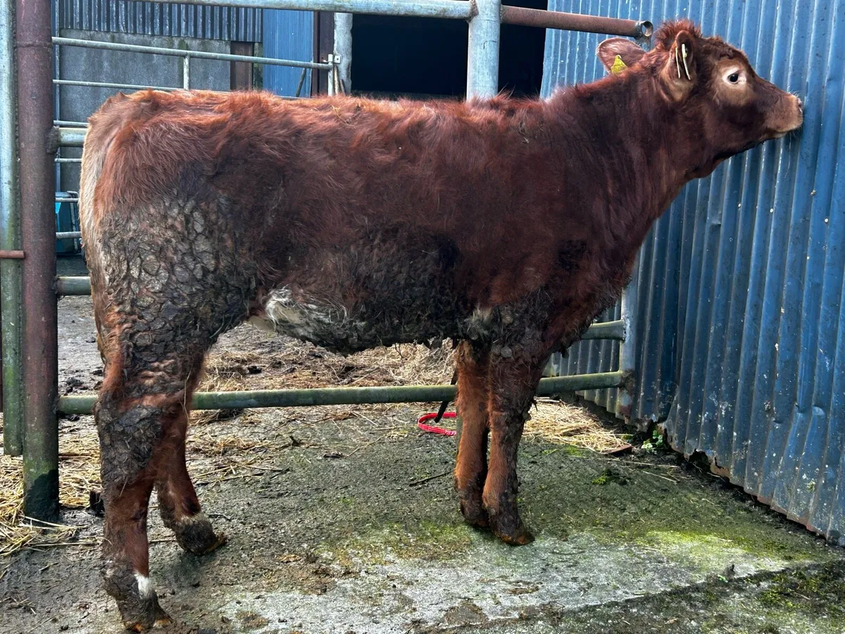 Heifer Weanling - Image 3