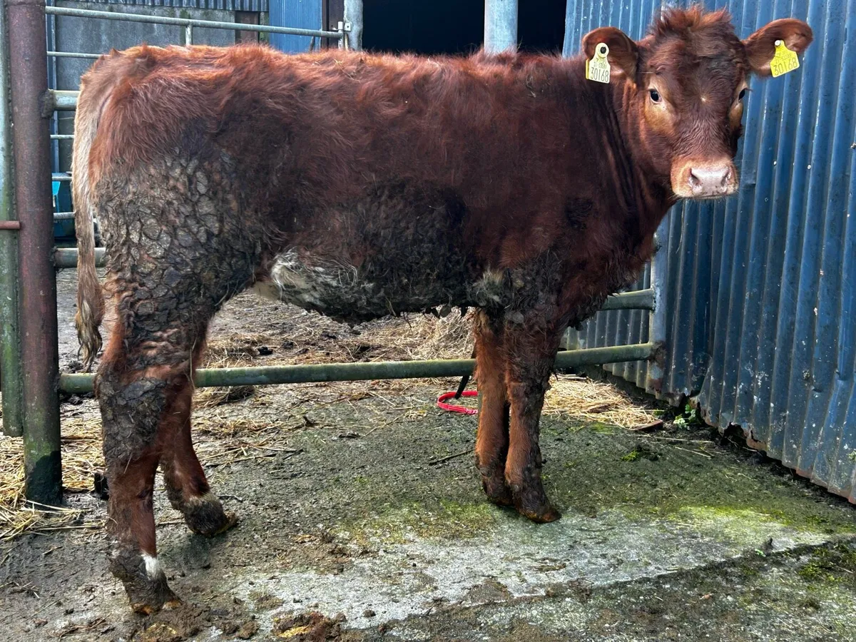Heifer Weanling - Image 4