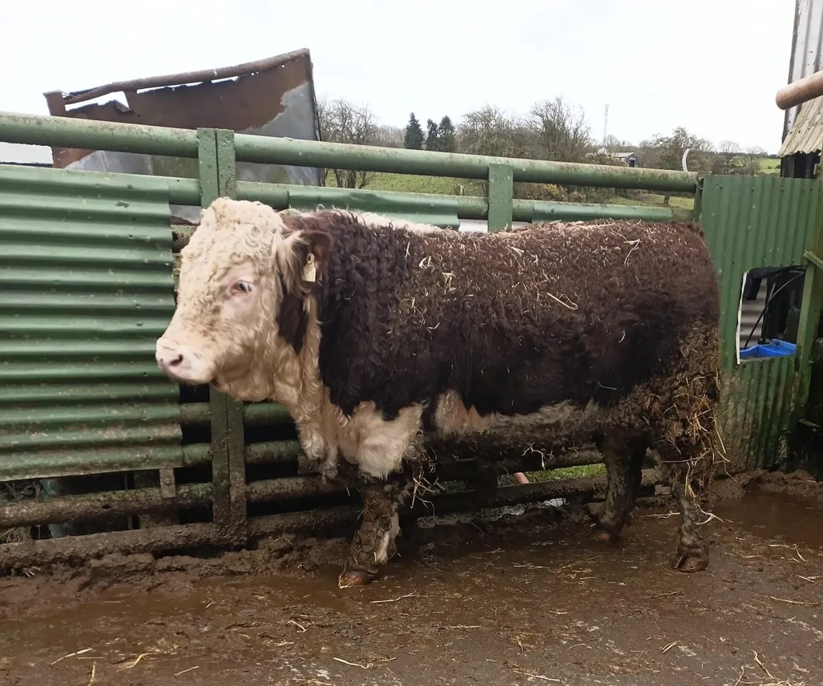 PR Hereford Bull - Image 1
