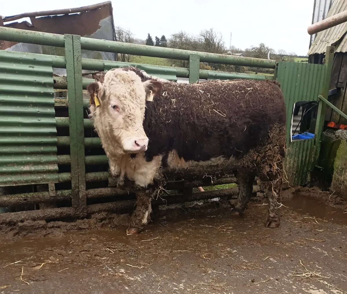 PR Hereford Bull - Image 2