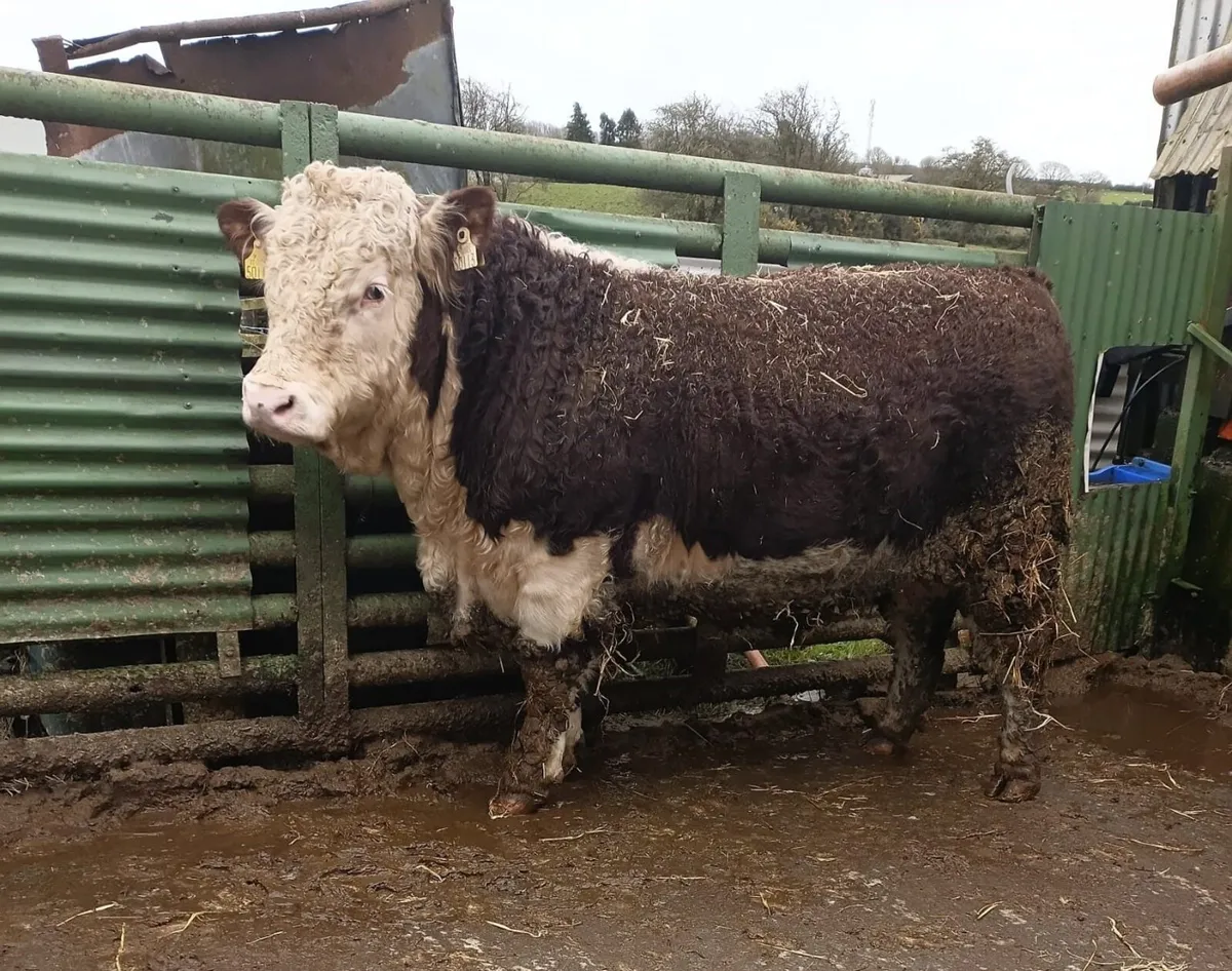 PR Hereford Bull - Image 3