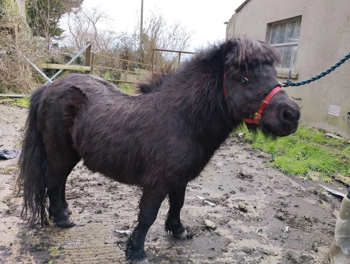 Beautiful stallion Shetland pony for sale - Image 2