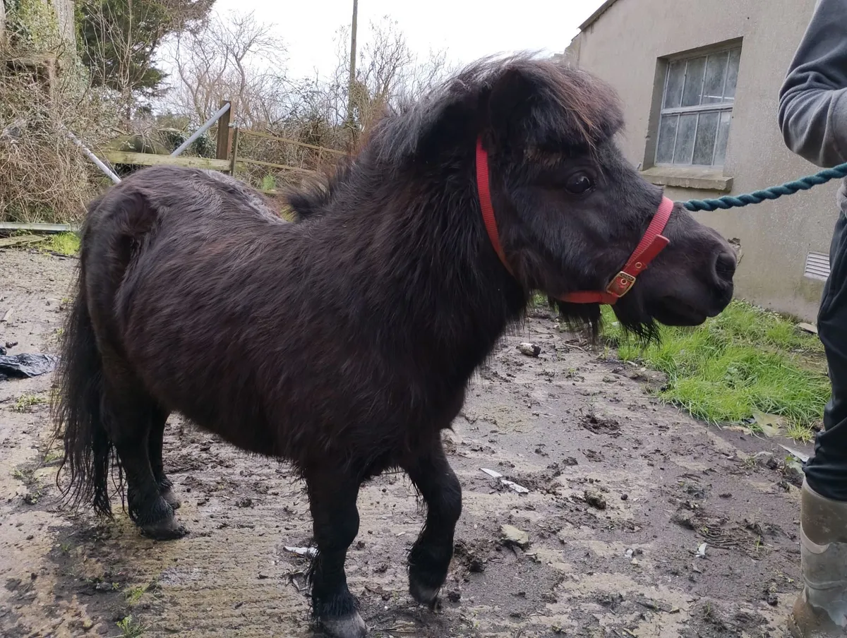 Beautiful stallion Shetland pony for sale - Image 1