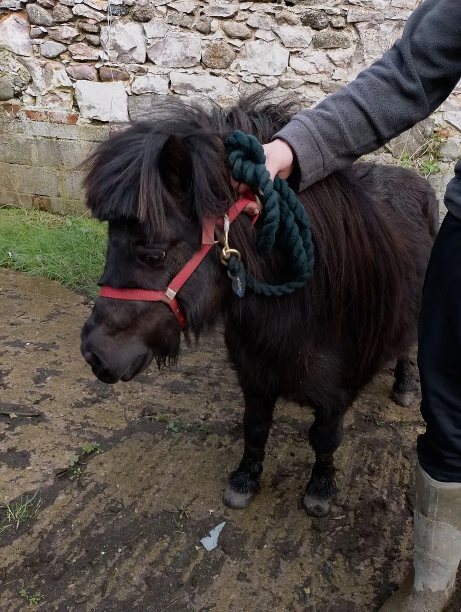 Beautiful stallion Shetland pony for sale - Image 3