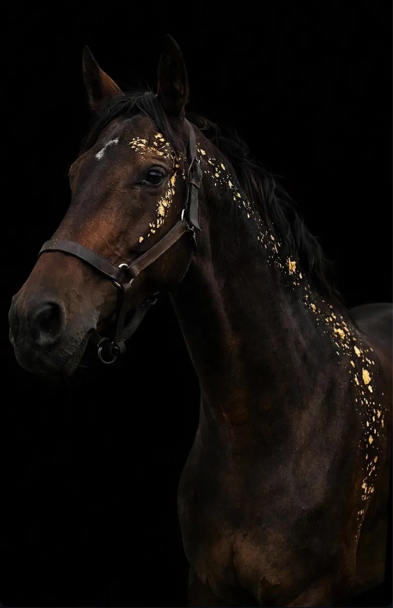 16h gelding - Image 1