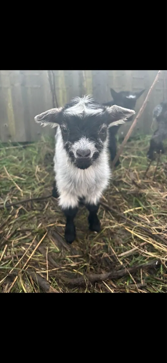 Pygmy Goats - Image 2