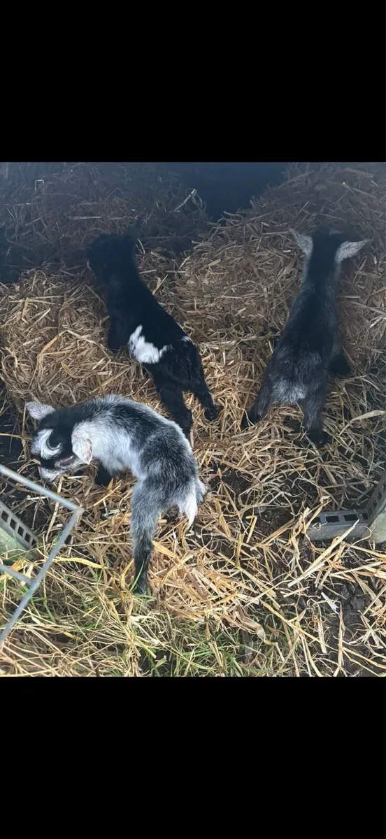 Pygmy Goats - Image 3