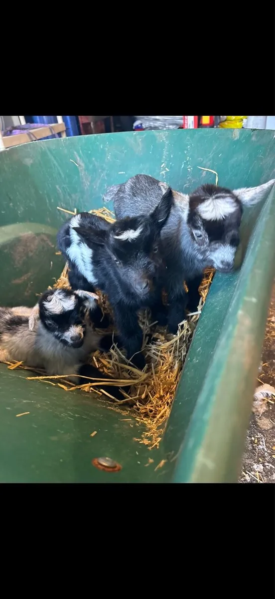 Pygmy Goats - Image 4
