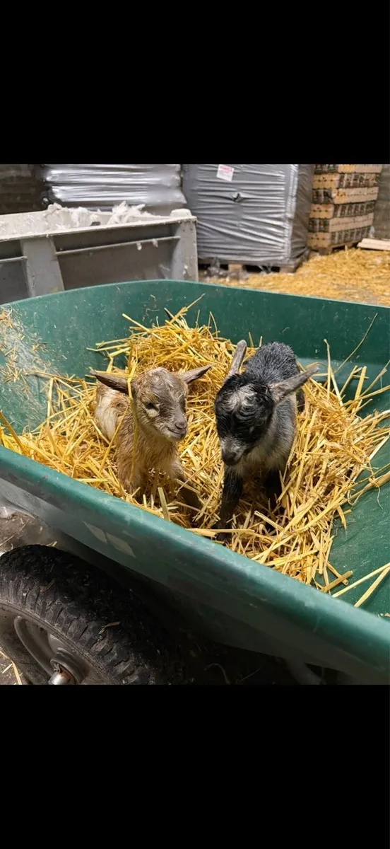 Pygmy Kids - Image 4