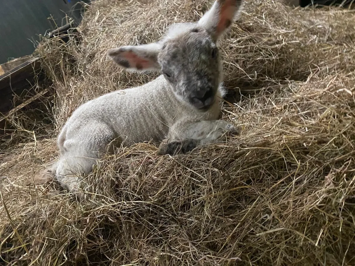 Pet/Foster Lambs - Image 1