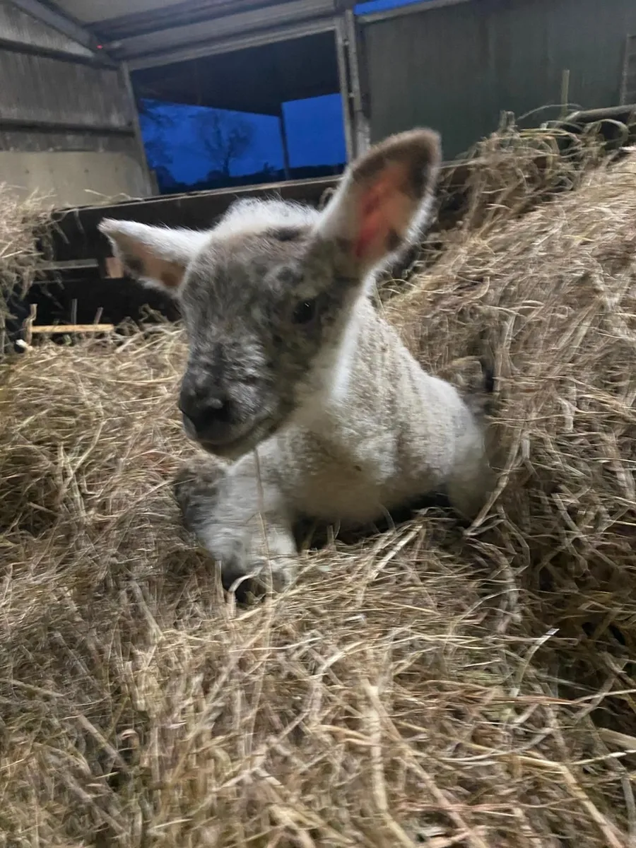 Pet/Foster Lambs - Image 3