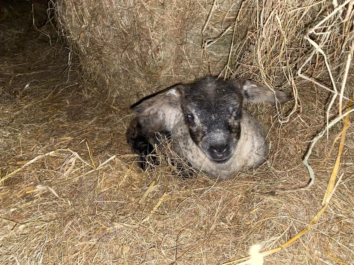Pet/Foster Lambs - Image 2