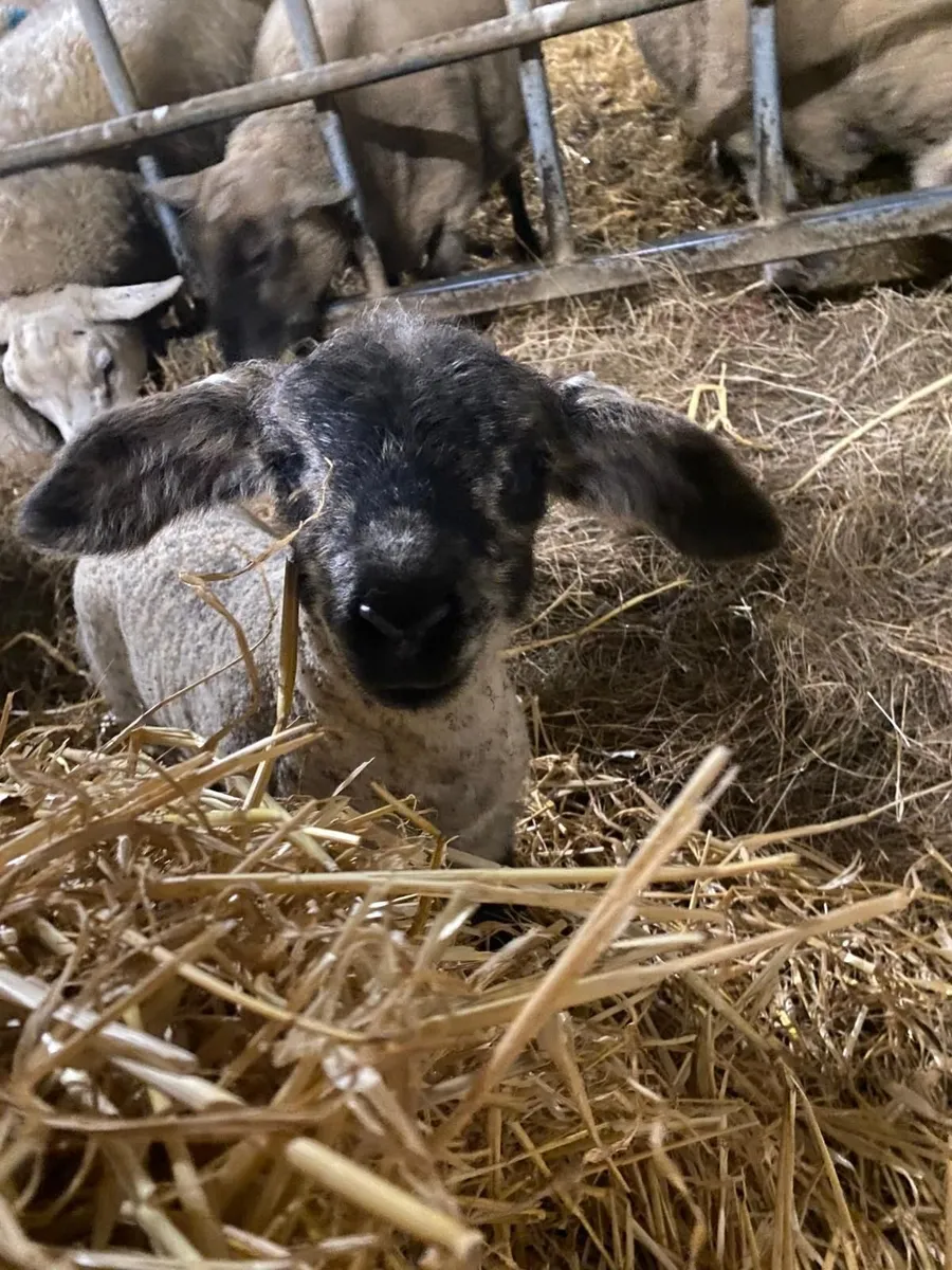 Pet/Foster Lambs - Image 4