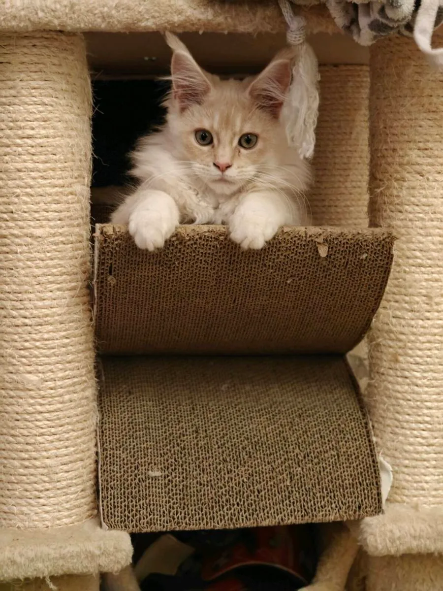 Maine Coon kittens GCCFI registered - Image 4