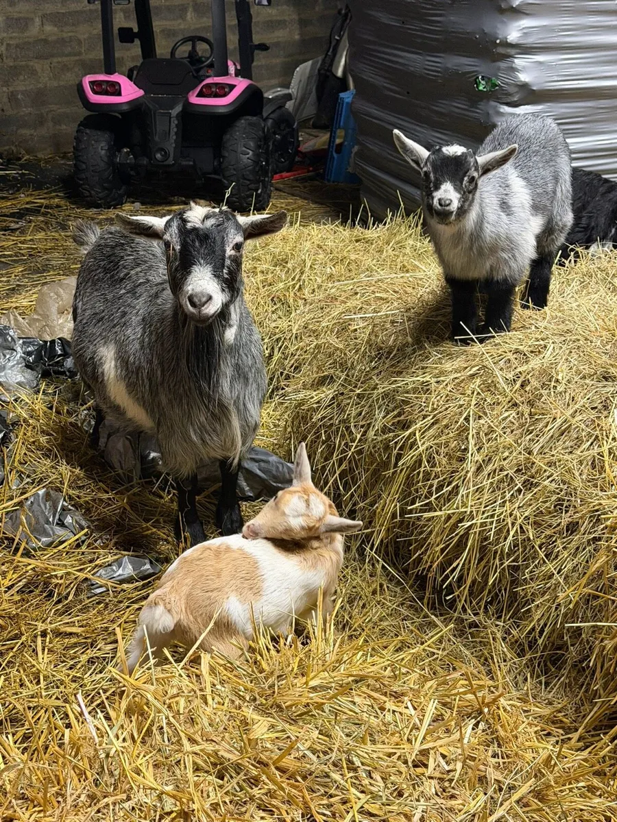 Pygmy Goats - Image 1