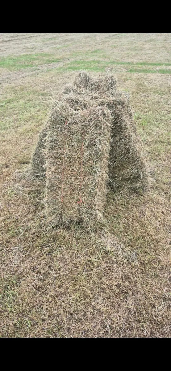 Hay