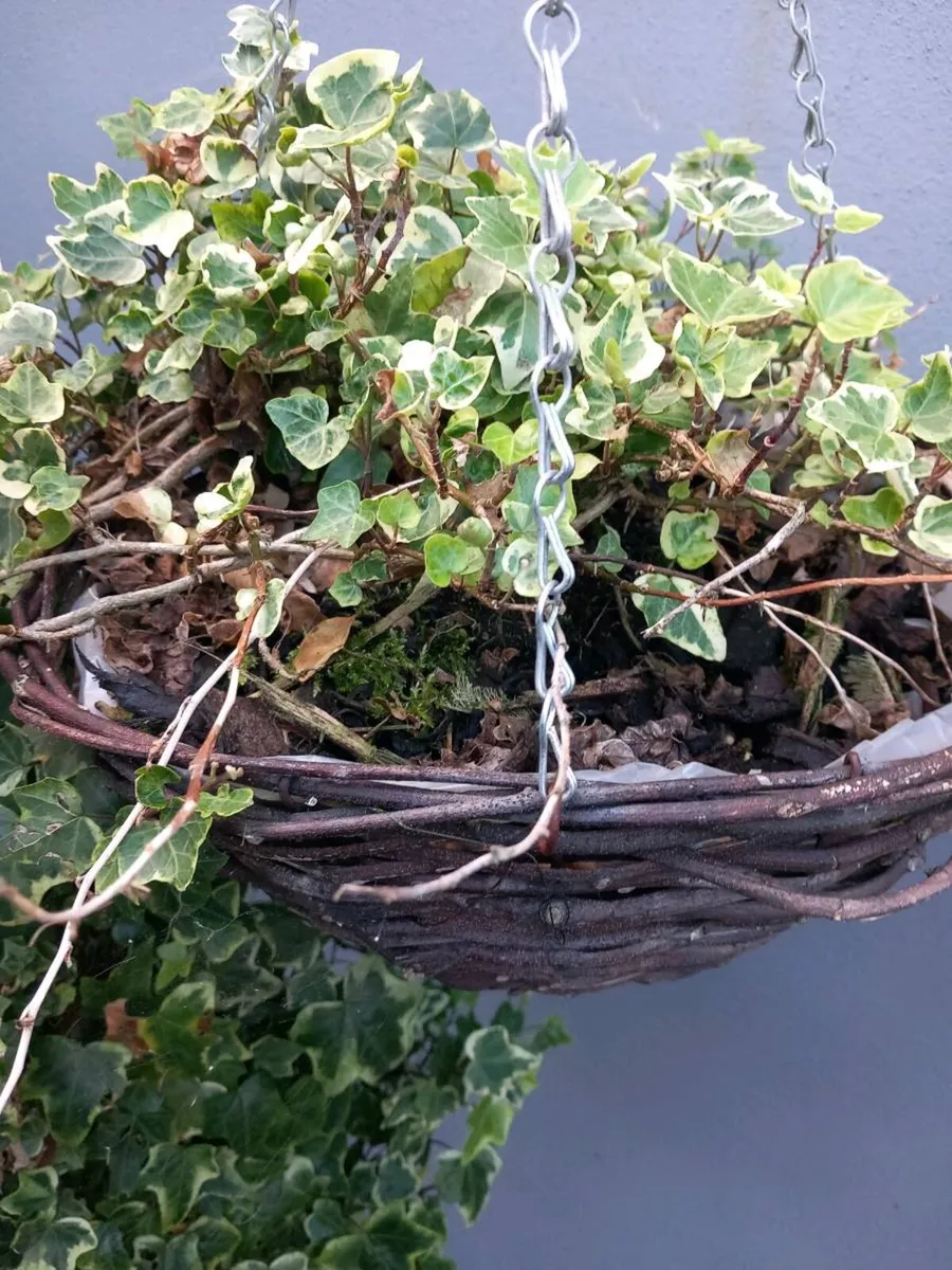 Hanging baskets - Image 1