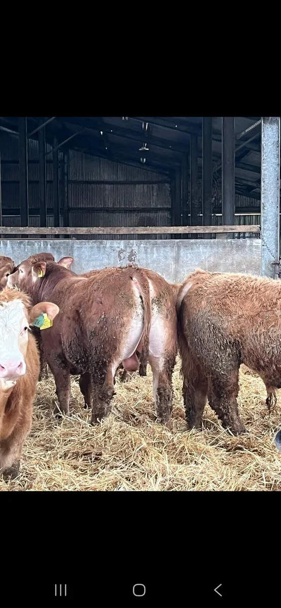 Bulls Weanlings - Image 1
